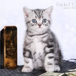 Bykov,