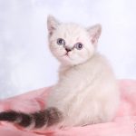 .LUNA