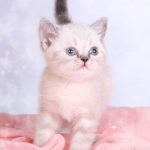 LUNA.